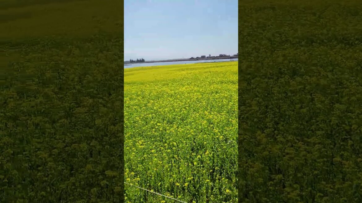 福島潟の菜の花畑