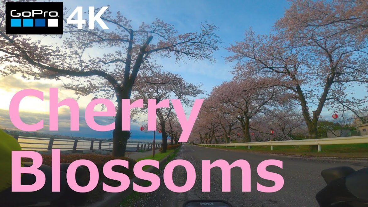 4K CYCLING | JAPAN TRAVEL Cherry blossom tunnel, Kawagoe Isanuma 4K CYCLING | JAPAN TRAVEL Cherry blossom tunnel, Kawagoe Isanuma