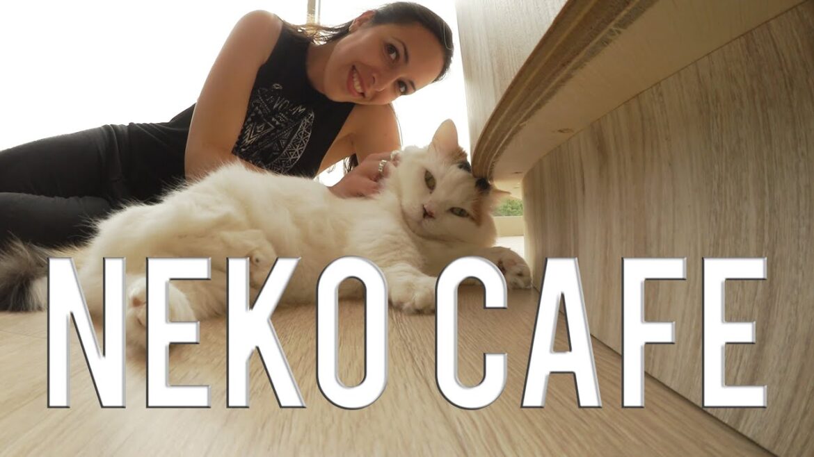 Visite d'un Neko café et du quartier des Yakuzas | VLOG JAPON
