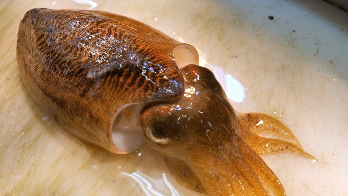 CUTTLEFISH SQUID Sashimi - Korean Seafood
