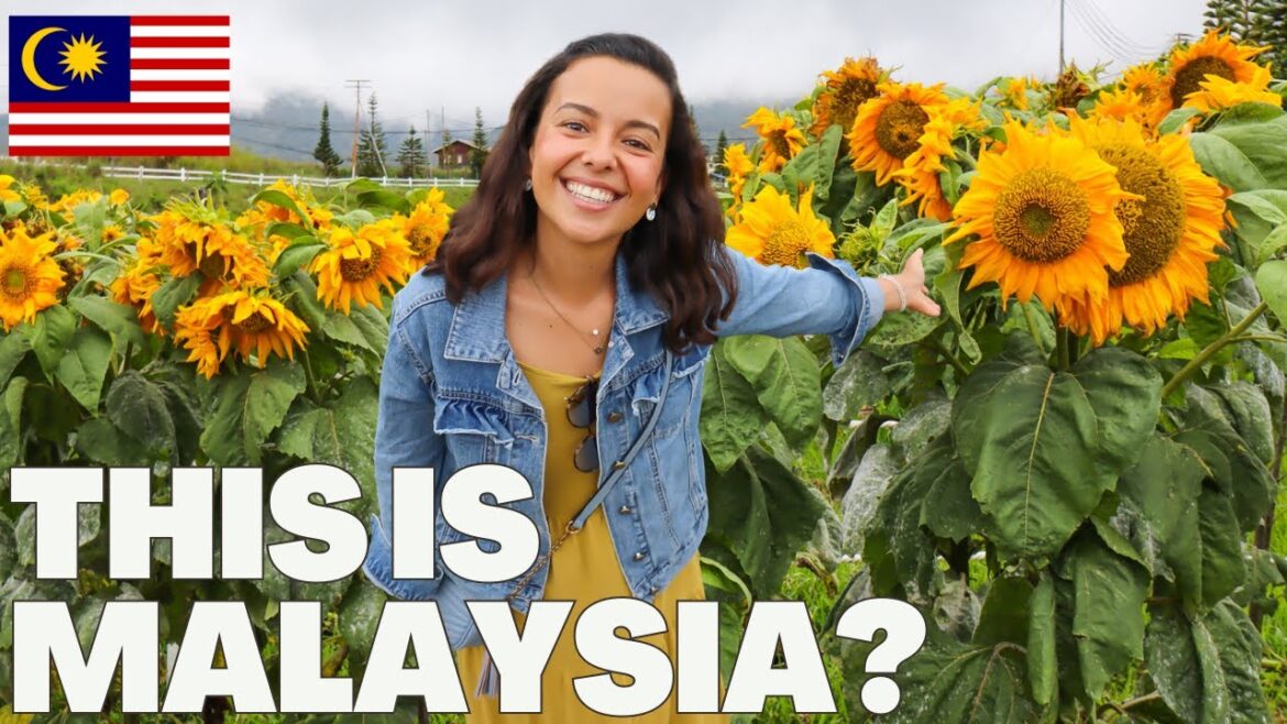 BEAUTIFUL DAY TRIP TO KUNDASANG 🇲🇾 FIRST TIME DRIVING ON THE LEFT SIDE OF THE ROAD! 😬 [Sabah Vlog]