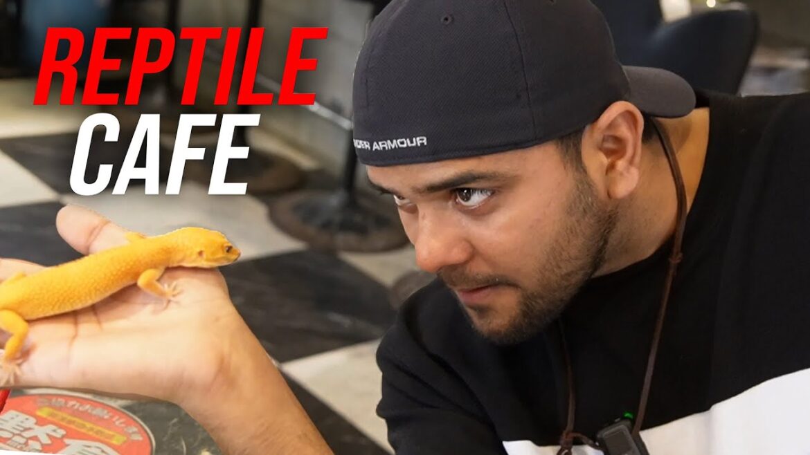 Reptile cafe II सांपों का कैफे II  Indian in Japan II