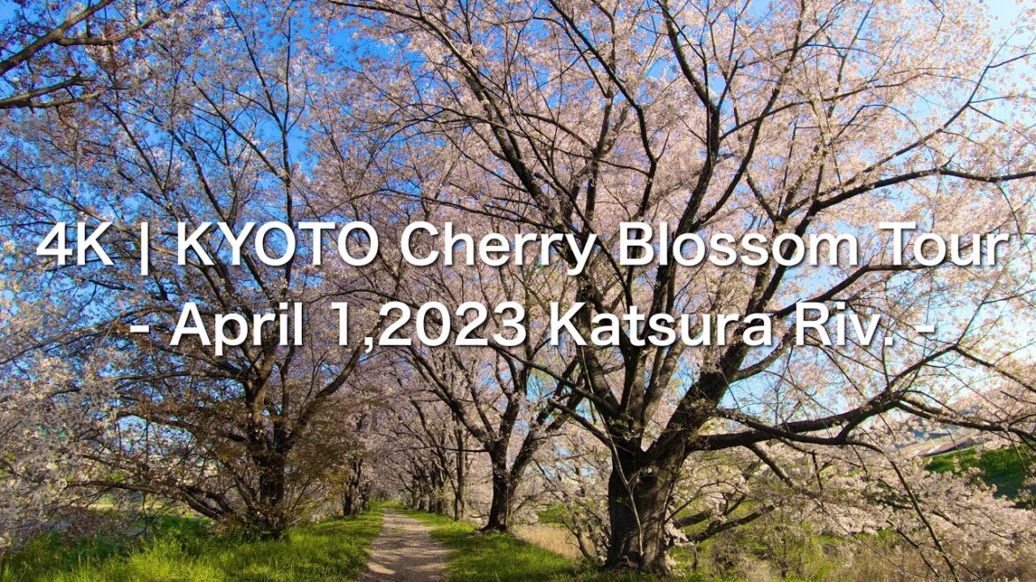 4K | KYOTO Cherry Blossoms Tour - Katsura Riv. -