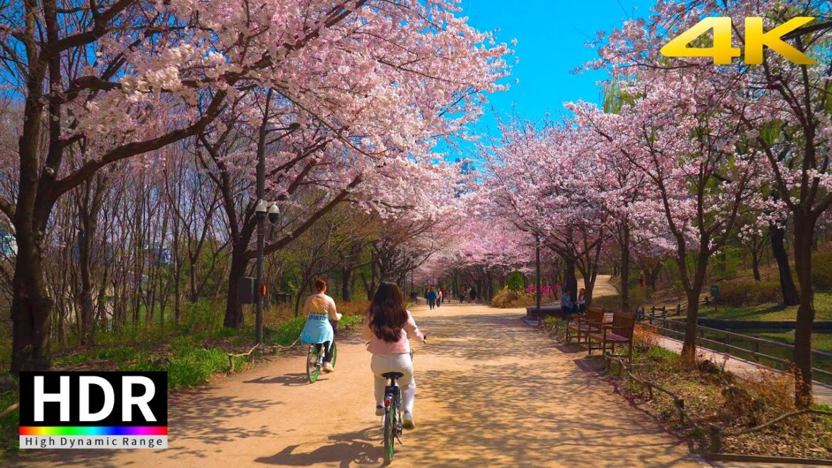 Korea Cherry Blossom in Seoul Forestㅣ서울여행 4K HDR