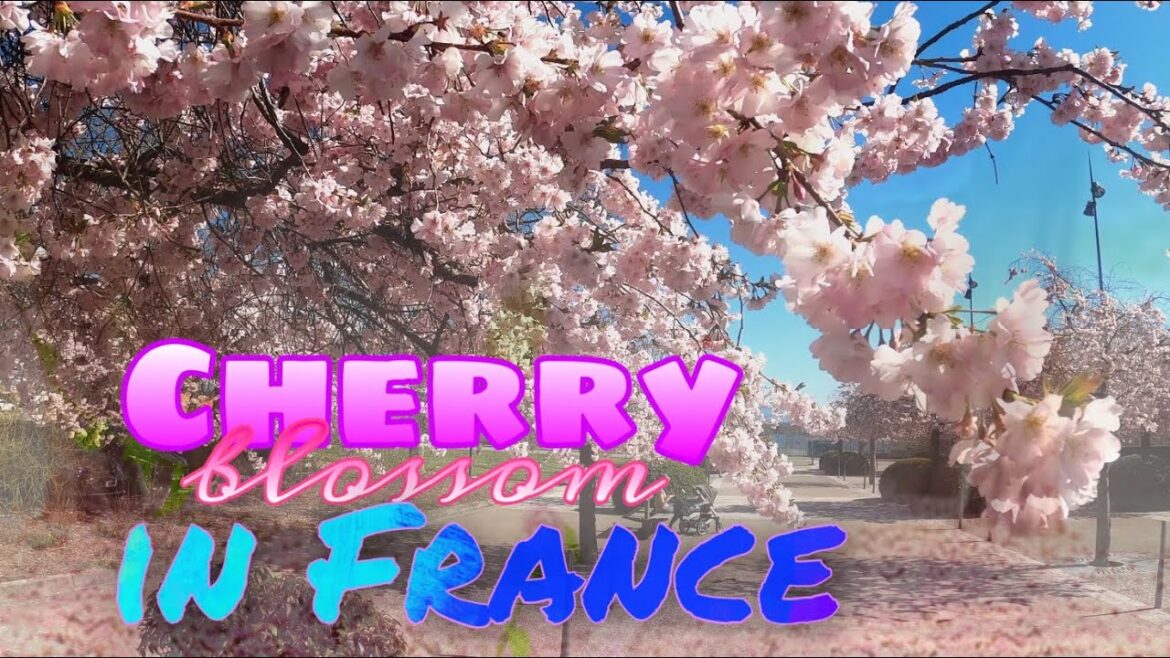 ফ্রান্সের চেরী ফুল বাগান | Beautiful Cherry Blossom Flower | Bangla Vlog