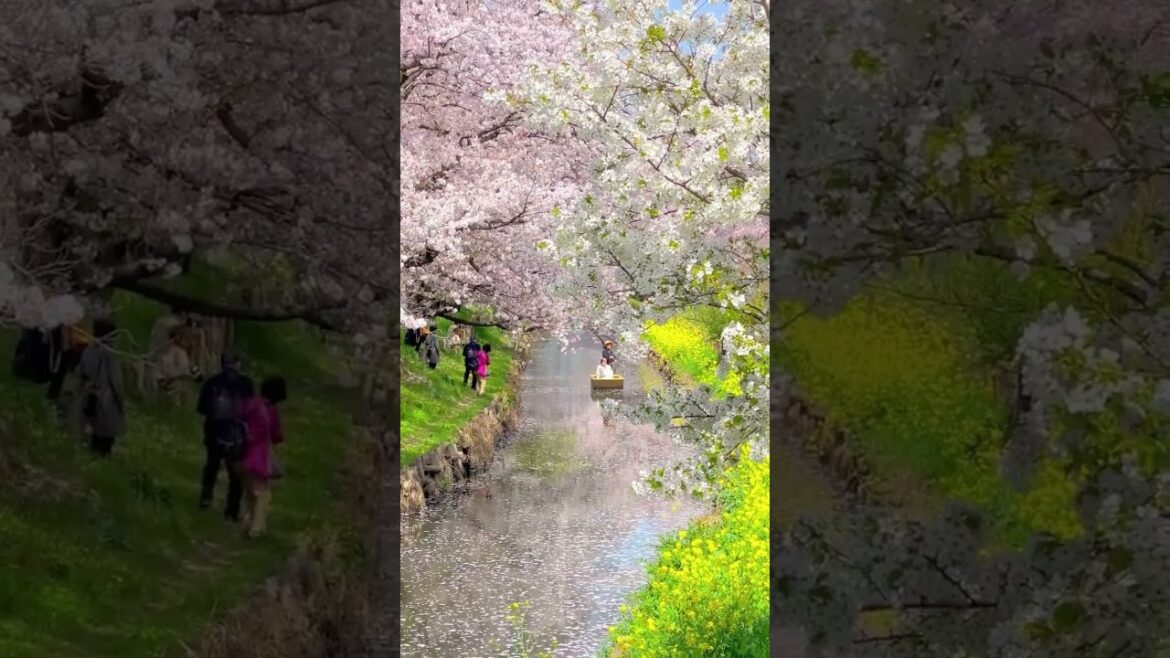 Cherry blossoms tunnel🌸