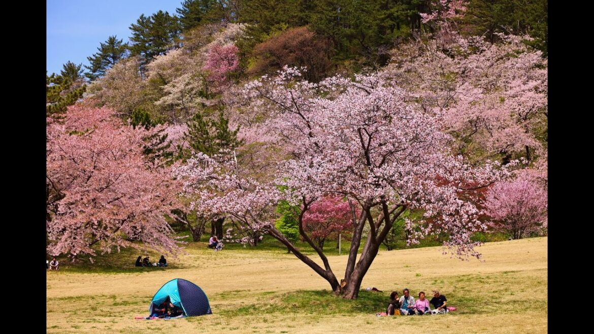 8K HDR 秋田 白神御所の台の桜 Akita,Sakura at Shirakami Goshonodai