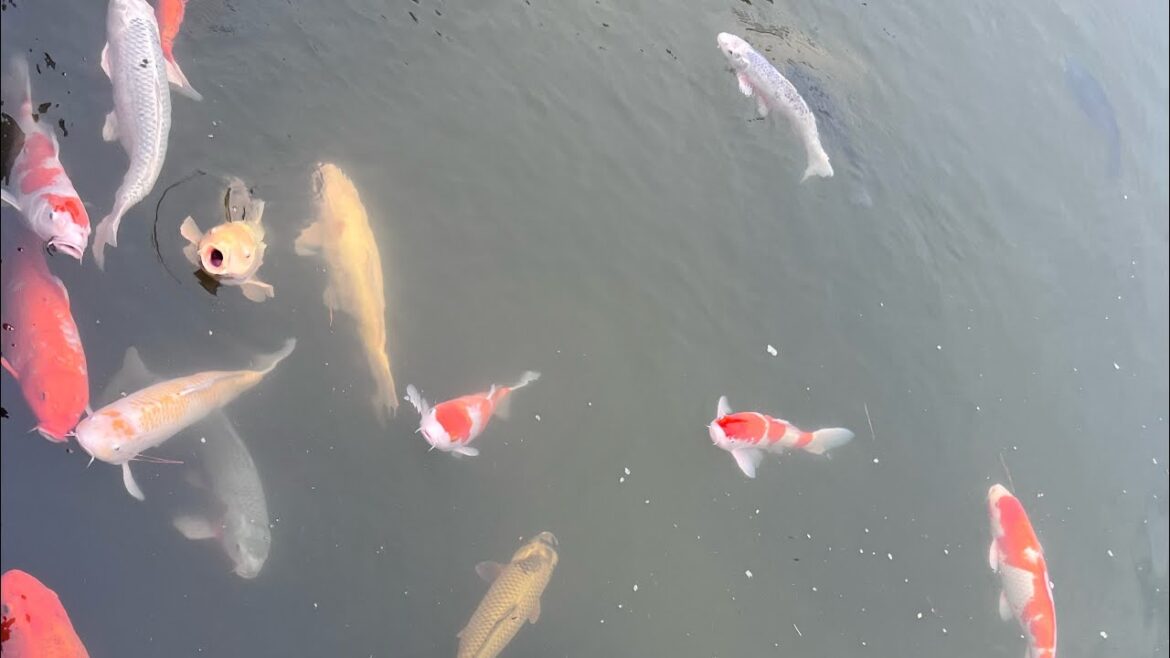 Highlights from Shukkei-en Garden, Hiroshima