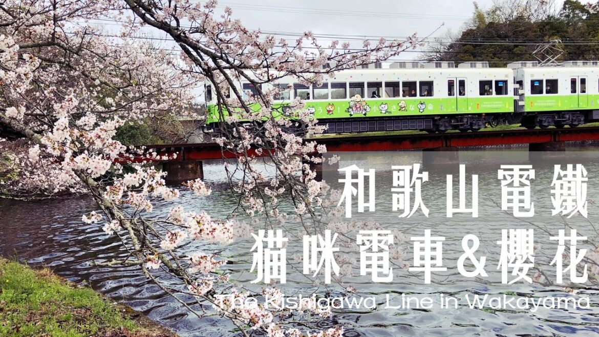 日本追櫻Ep.01|和歌山電鐵貴志川線|一次搭到貓咪電車、草莓電車、梅星電車|關西&廣島JR Pass|Japan Vlog|The Kishigawa Line in Wakayama (ENG) 日本追櫻Ep.01|和歌山電鐵貴志川線|一次搭到貓咪電車、草莓電車、梅星電車|關西&廣島JR Pass|Japan Vlog|The Kishigawa Line in Wakayama (ENG)