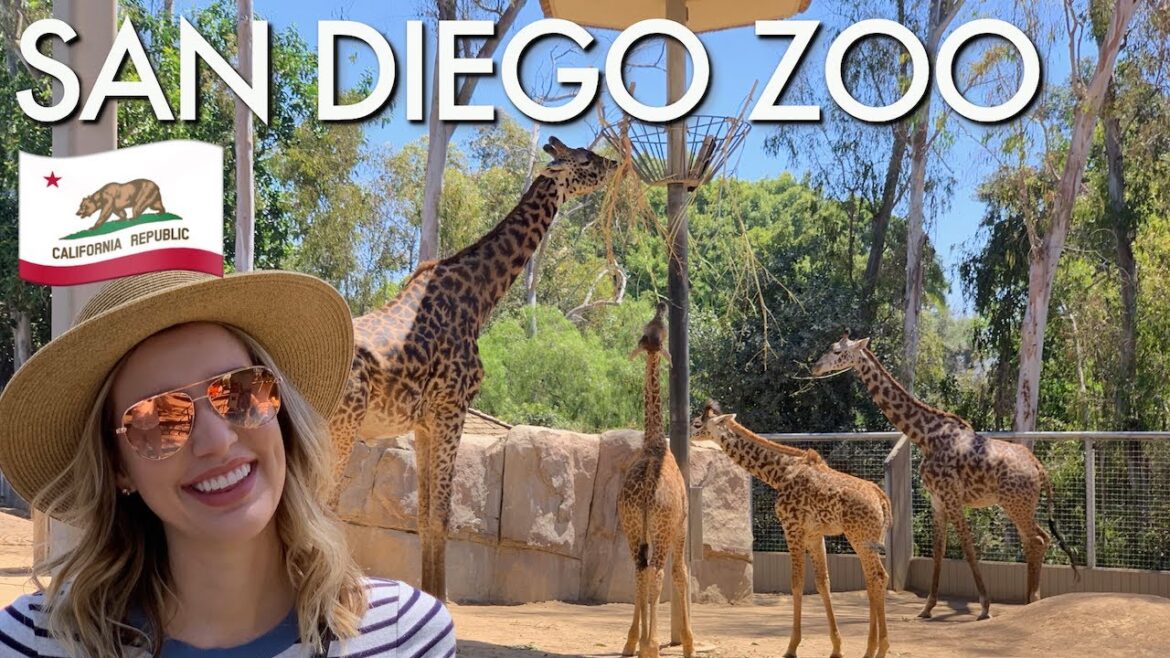 #1 ZOO IN THE WORLD?! | Our Experience at the San Diego Zoo #1 ZOO IN THE WORLD?! | Our Experience at the San Diego Zoo