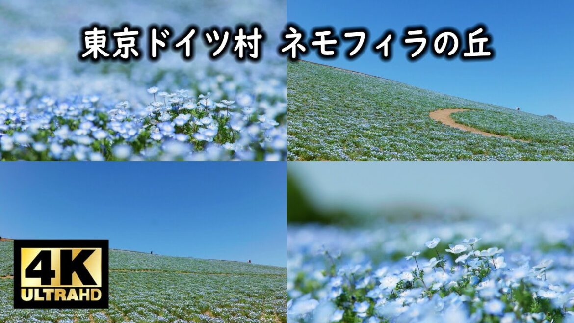 東京ドイツ村 ネモフィラの丘 2023