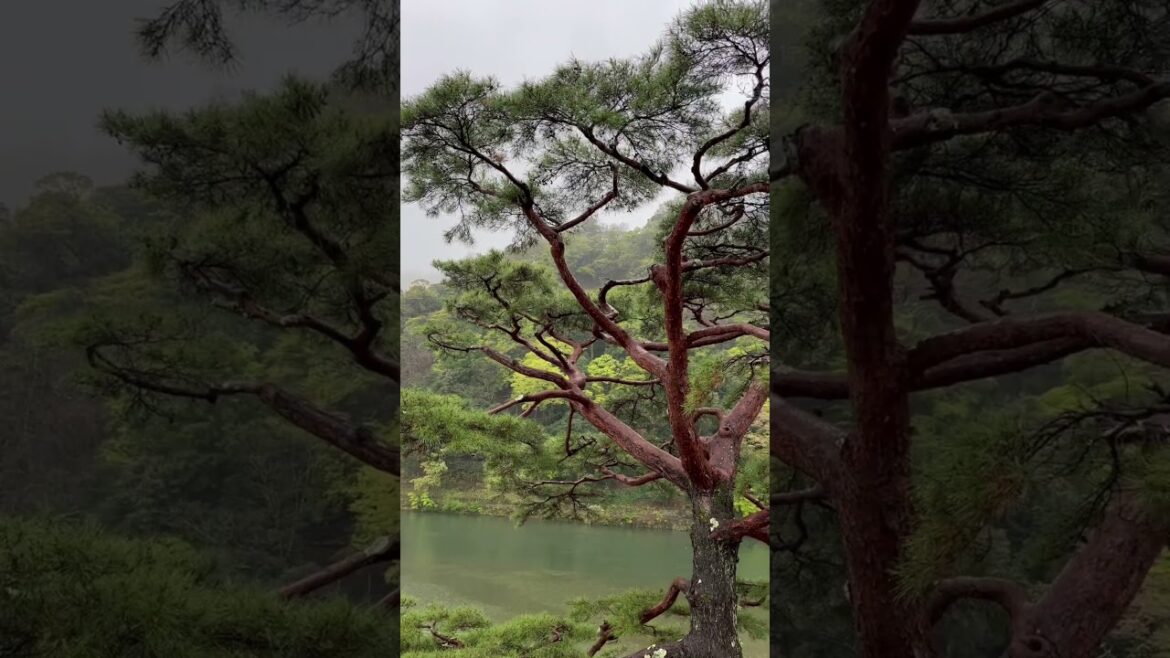 【京都女ひとり旅】雨の嵐山の美しさご存知ですか⁉️ Do U know how beautiful Arashiyama, Kyoto is⁉️ 【京都女ひとり旅】雨の嵐山の美しさご存知ですか⁉️ Do U know how beautiful Arashiyama, Kyoto is⁉️