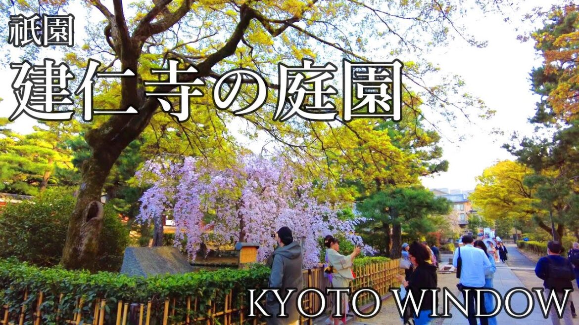 京都散歩【桜舞う 祇園 建仁寺】Walking in Kyoto Japan 京都散歩【桜舞う 祇園 建仁寺】Walking in Kyoto Japan