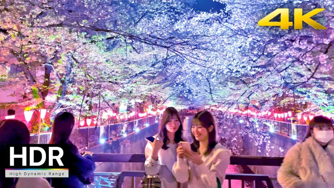 Tokyo Meguro River Cherry Blossoms - 2023 Japan・4K HDR/Binaural