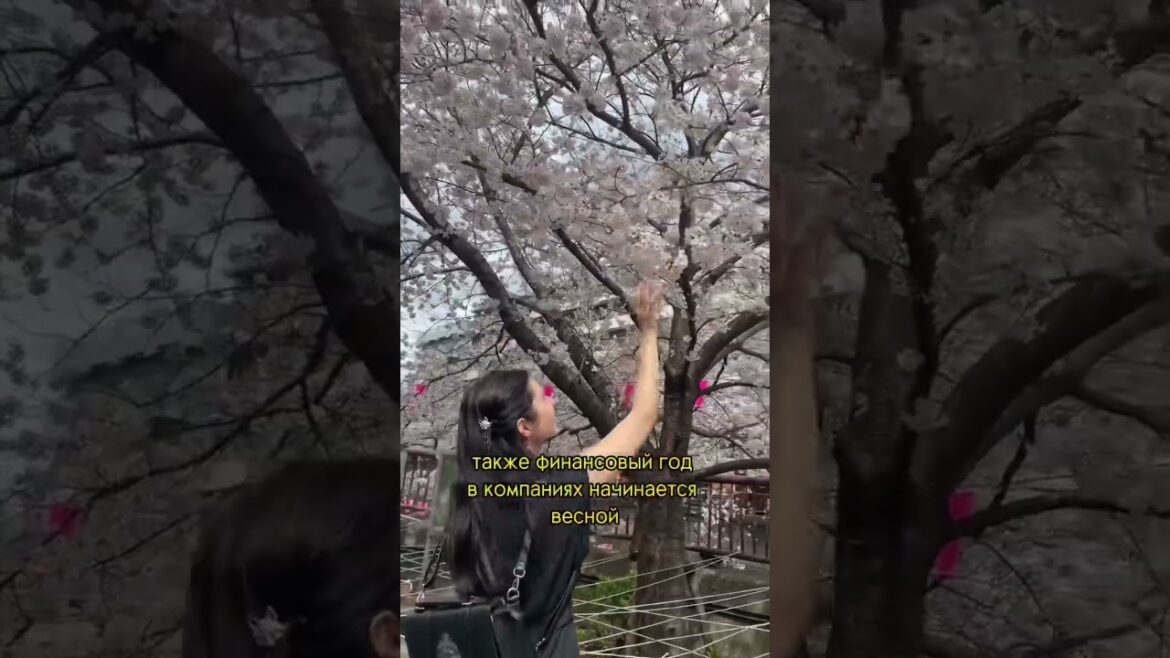 Главный секрет японской сакуры 🌸 #путешествия #токио #япония #деньизжизни #еда #сакура #japan