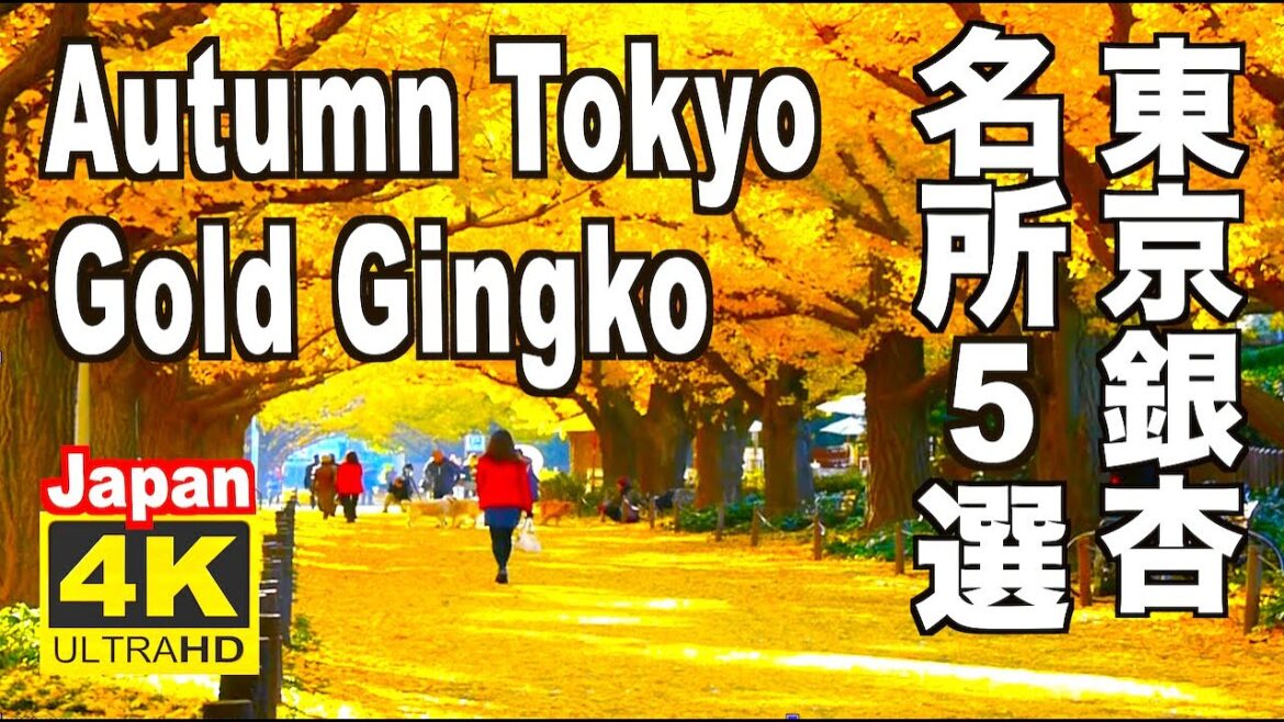 4K Gold Ginkgo Tokyo 東京の紅葉 イチョウ(銀杏)並木の名所 ベスト5選 5Best Spots Autumn 東京観光 明治神宮外苑 昭和記念公園 丸の内 東京大学 日比谷公園 4K Gold Ginkgo Tokyo 東京の紅葉 イチョウ(銀杏)並木の名所 ベスト5選 5Best Spots Autumn 東京観光 明治神宮外苑 昭和記念公園 丸の内 東京大学 日比谷公園