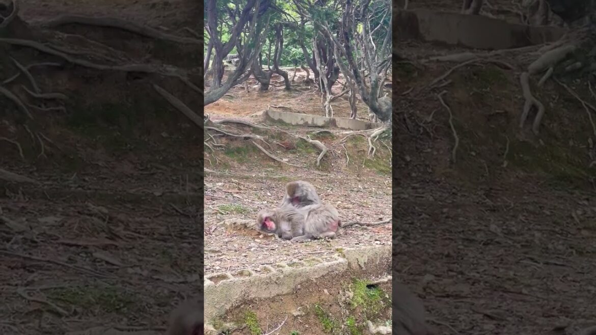 Arashiyama Monkey Park 2023