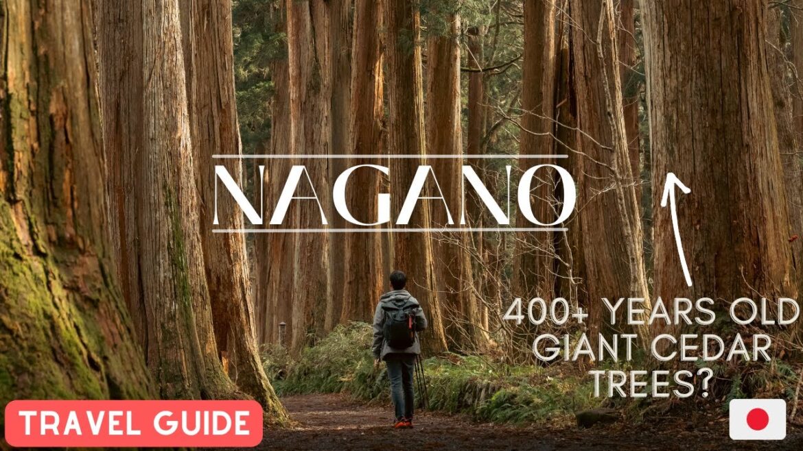 Walk The Path of 400 Years Old Giant Cedar Trees in NAGANO, JAPAN 🇯🇵