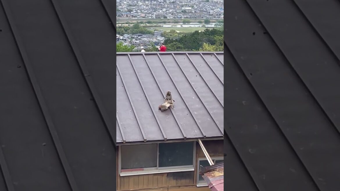 Arashiyama Monkey I Love You 2023