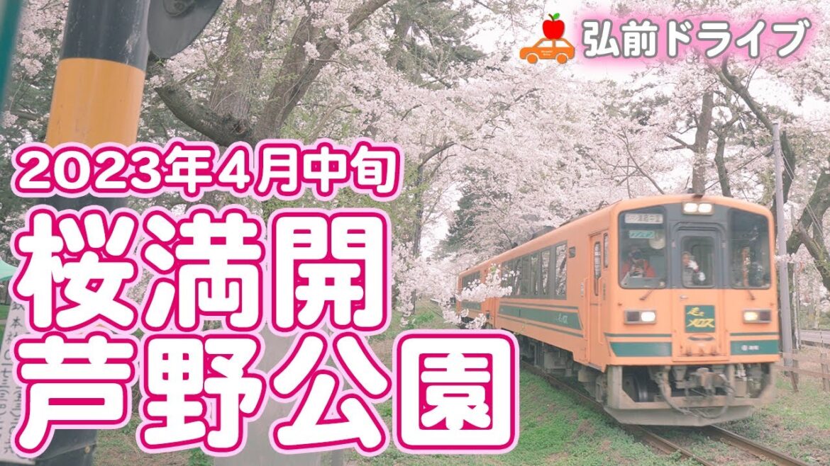 【青森県五所川原市】弘前さくらまつりもいいけれど金木桜まつり(五所川原市)の芦野公園も満開!オススメスポットです!! #ドラレコ #桜 #vlog 【青森県五所川原市】弘前さくらまつりもいいけれど金木桜まつり(五所川原市)の芦野公園も満開!オススメスポットです!! #ドラレコ #桜 #vlog