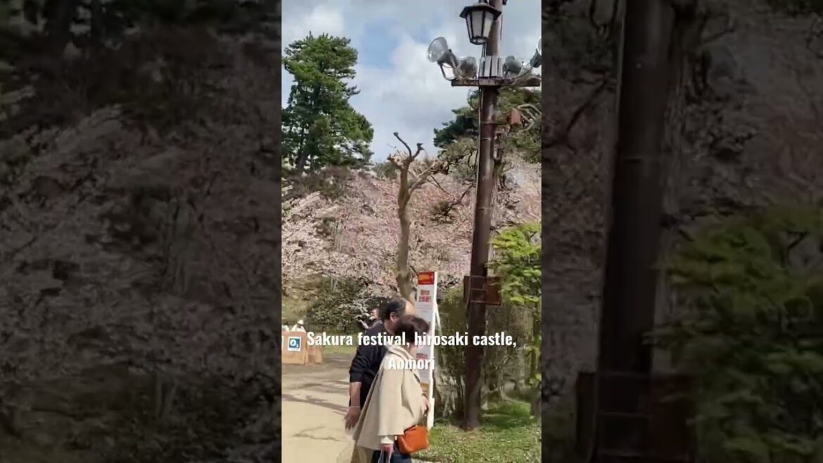 Beautiful ‼️ Sakura, hirosaki castle, Aomori, Japan 2023 #sakura #japan  #hirosaki , #short