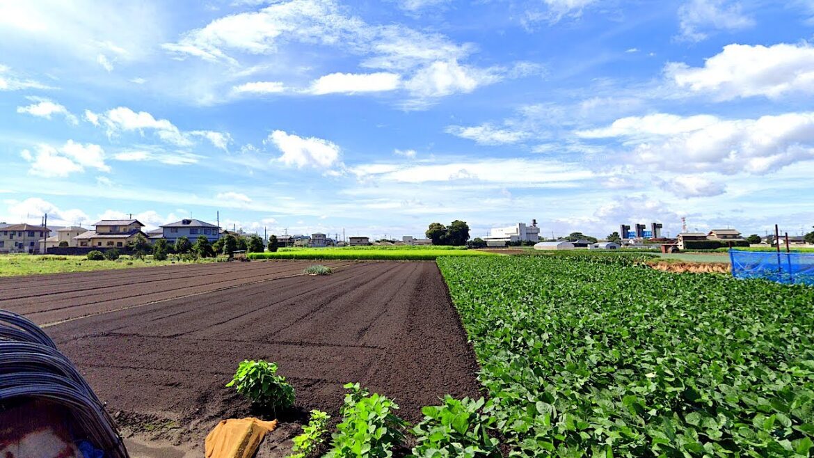 Residential & Farmland Walk - Misato to Shin-Matsudo, Chiba! | JAPAN LIVE STREAMS 2023