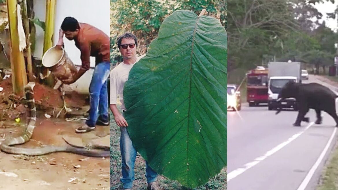 Most Strangest Things Happening Worldwide | WATCH AT YOUR OWN RISK