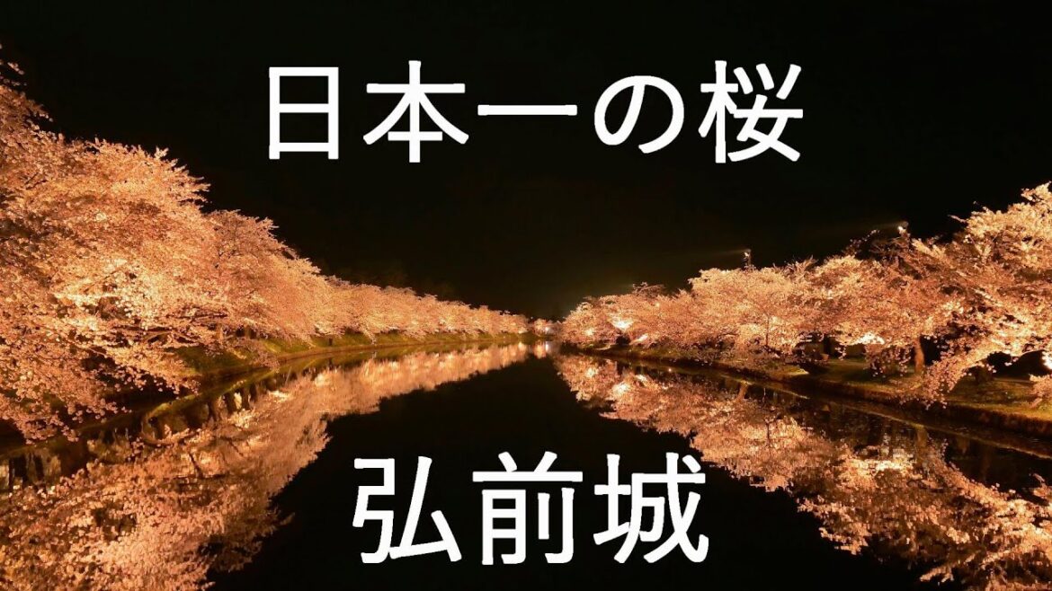 【弘前さくらまつり】弘前城の桜の見所 夜桜30分耐久【青森県弘前市】4K60P 【弘前さくらまつり】弘前城の桜の見所 夜桜30分耐久【青森県弘前市】4K60P