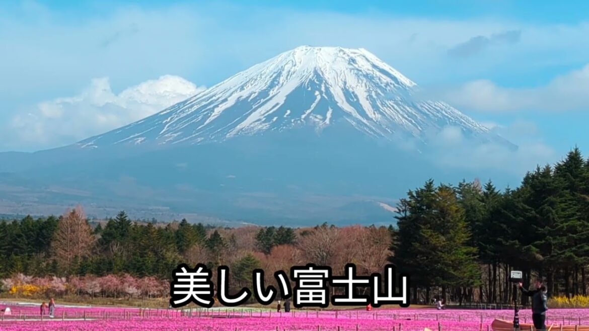 2023.4/13 富士芝桜まつり 4K