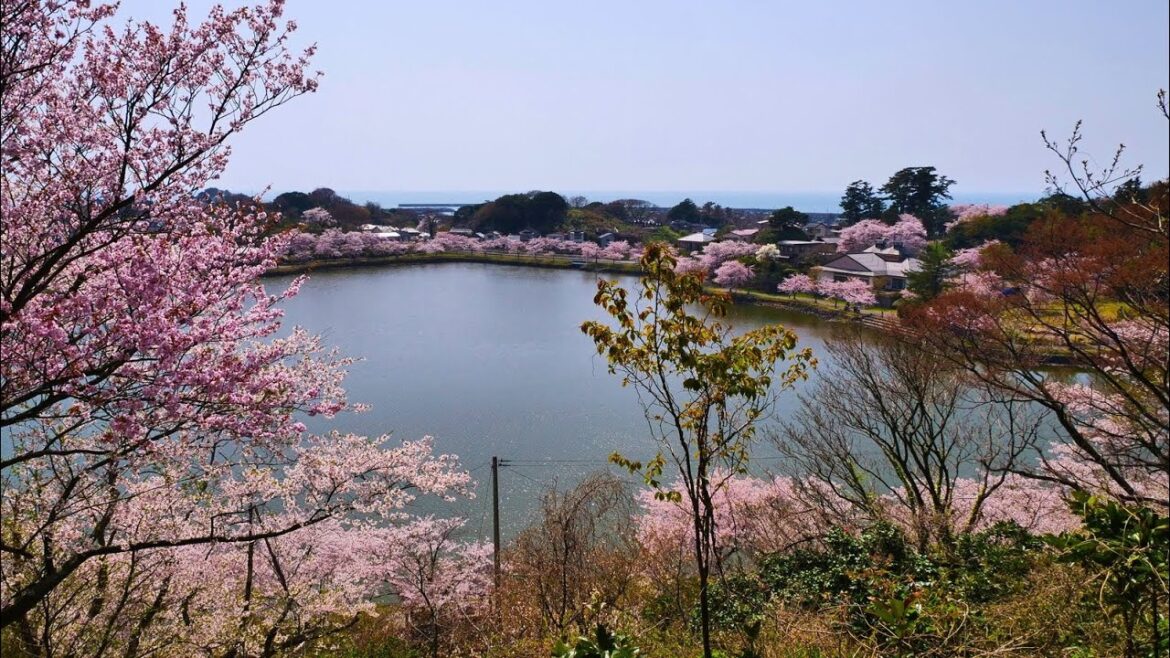 4K HDR 秋田 勢至公園の桜 Akita,Sakura at Seishi Park