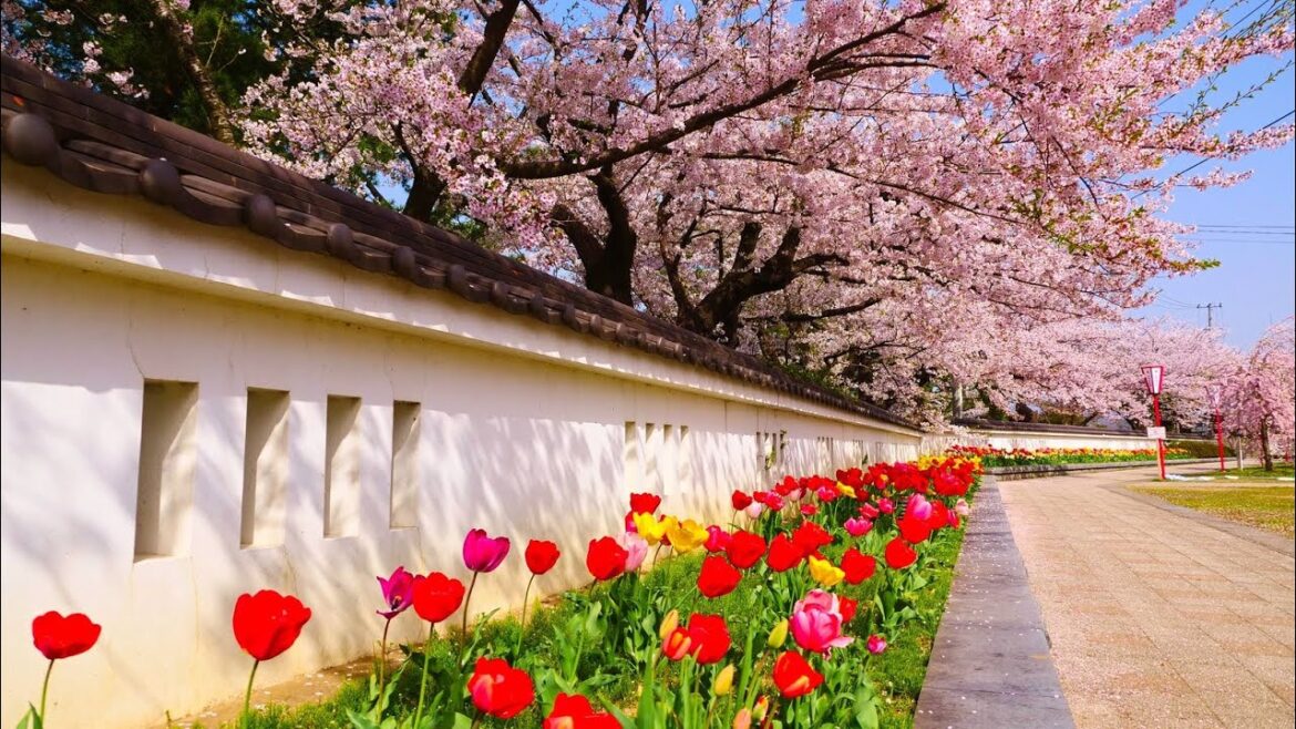 4K HDR 秋田 桜の本荘城 Akita,Honjo Castle in Sakura Season