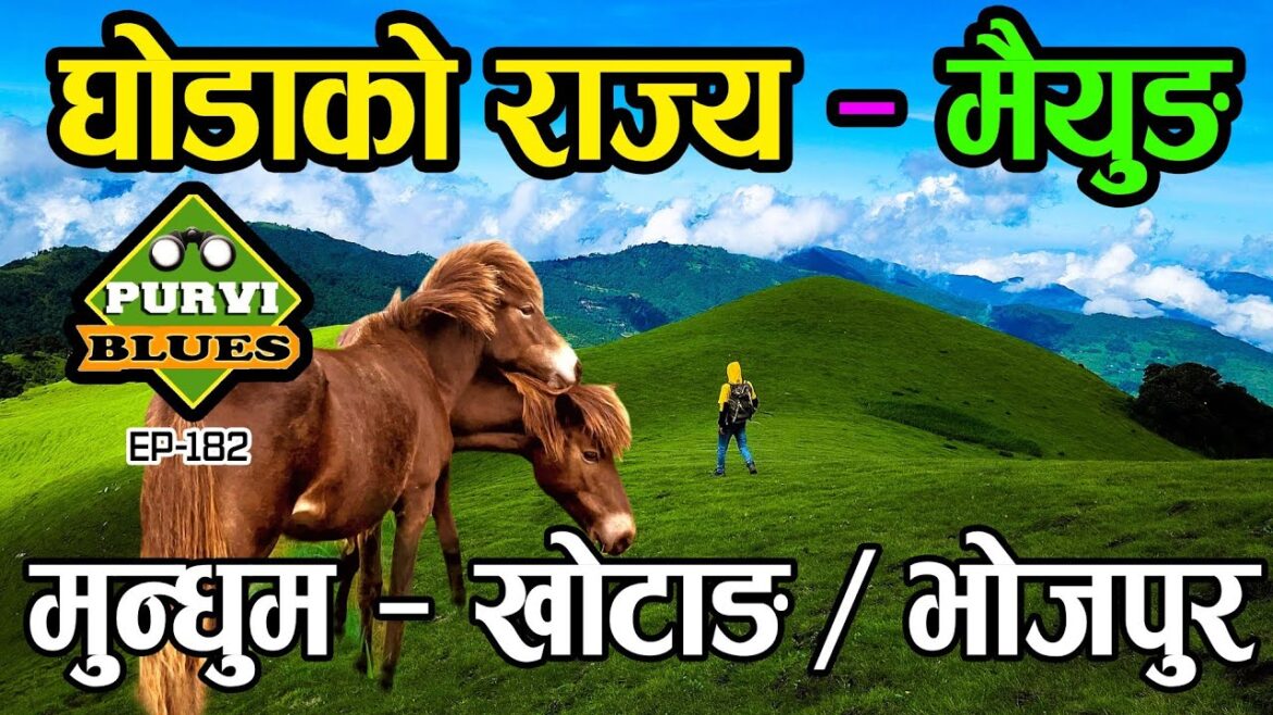 घोडाले राज्य गर्ने मैयुङ डाडाँ || जनावर मात्र भेटिने स्थान Mundhum Trail Khotang Bhojpur || Maiyung घोडाले राज्य गर्ने मैयुङ डाडाँ || जनावर मात्र भेटिने स्थान Mundhum Trail Khotang Bhojpur || Maiyung