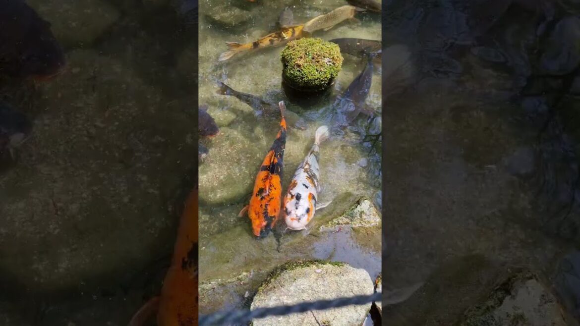 Koi Fish on Miyajima #shorts #koi