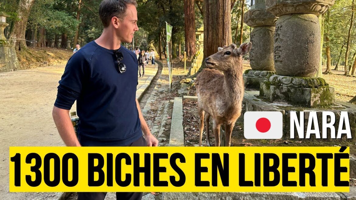 🔴 Vlog à NARA (Japon 🇯🇵) : 1300 BICHES 🦌 en liberté !