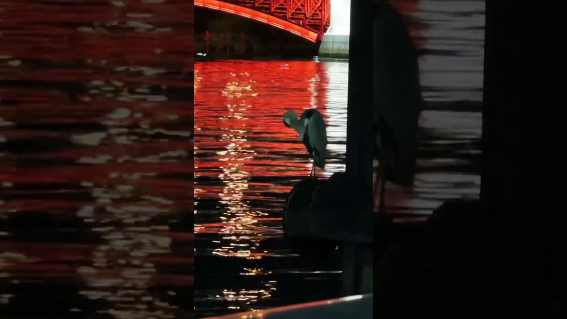 Along the Sumida river in Tokyo #4kwalk #japantravel