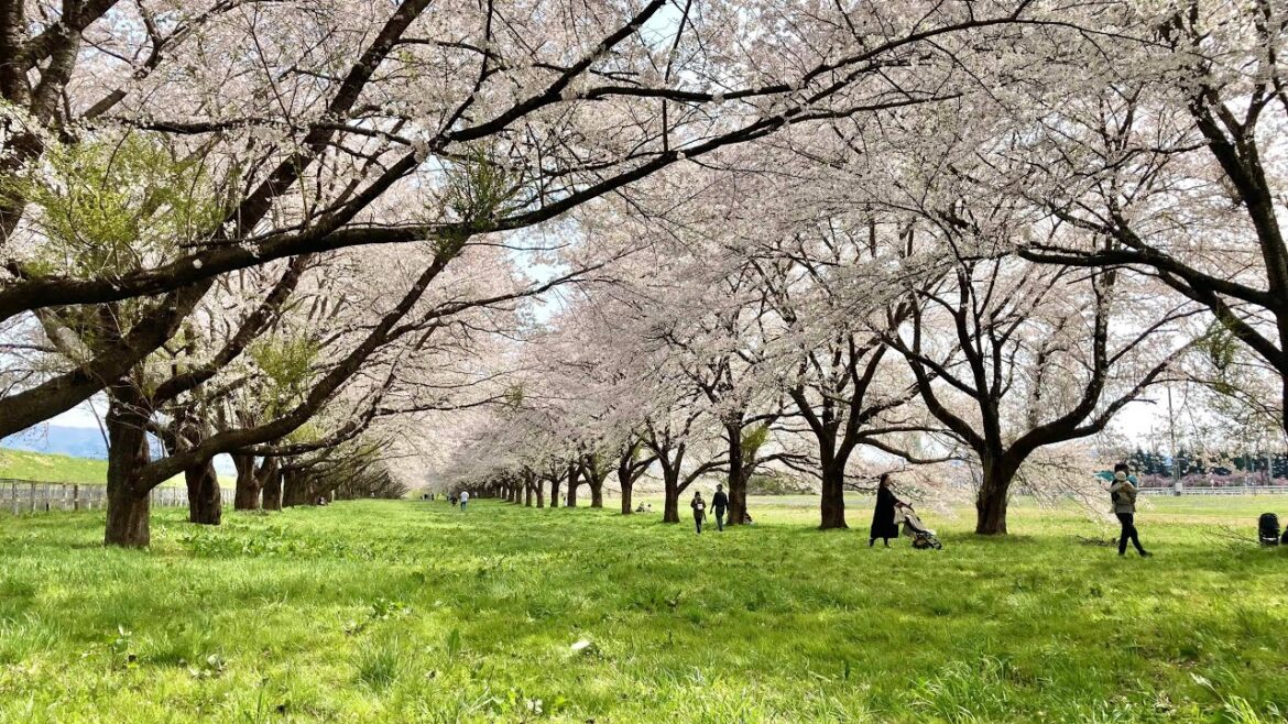 【LIVE】水沢競馬場の桜＠岩手🌸桜満開 高画質ライブカメラ／大谷翔平選手の故郷　2023年4月11日(火)