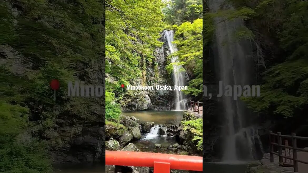 La nature dans le parc Minō, Osaka 🏞️ #japan #shorts