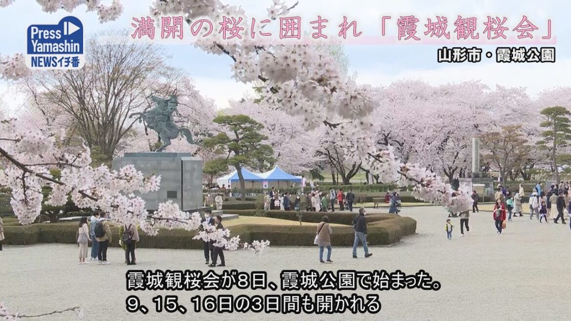 満開の桜に囲まれ「霞城観桜会」　山形市・霞城公園