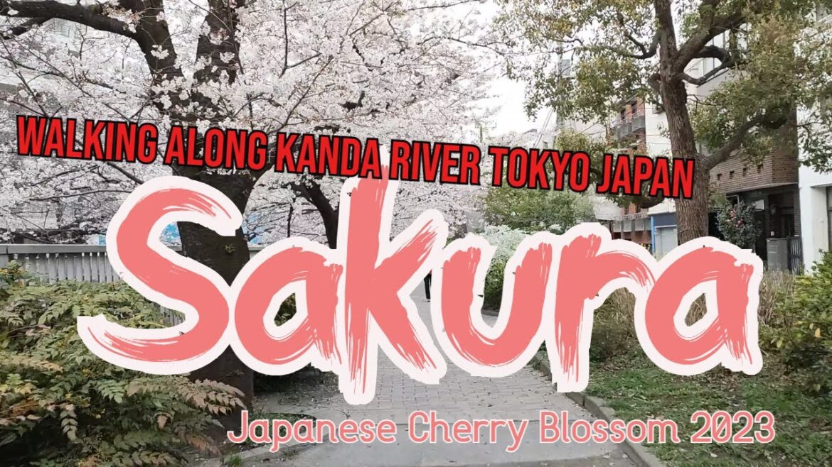 Sakura - Japanese Cherry Blossom Season 2023 - Walking along the Kanda River Tokyo Japan