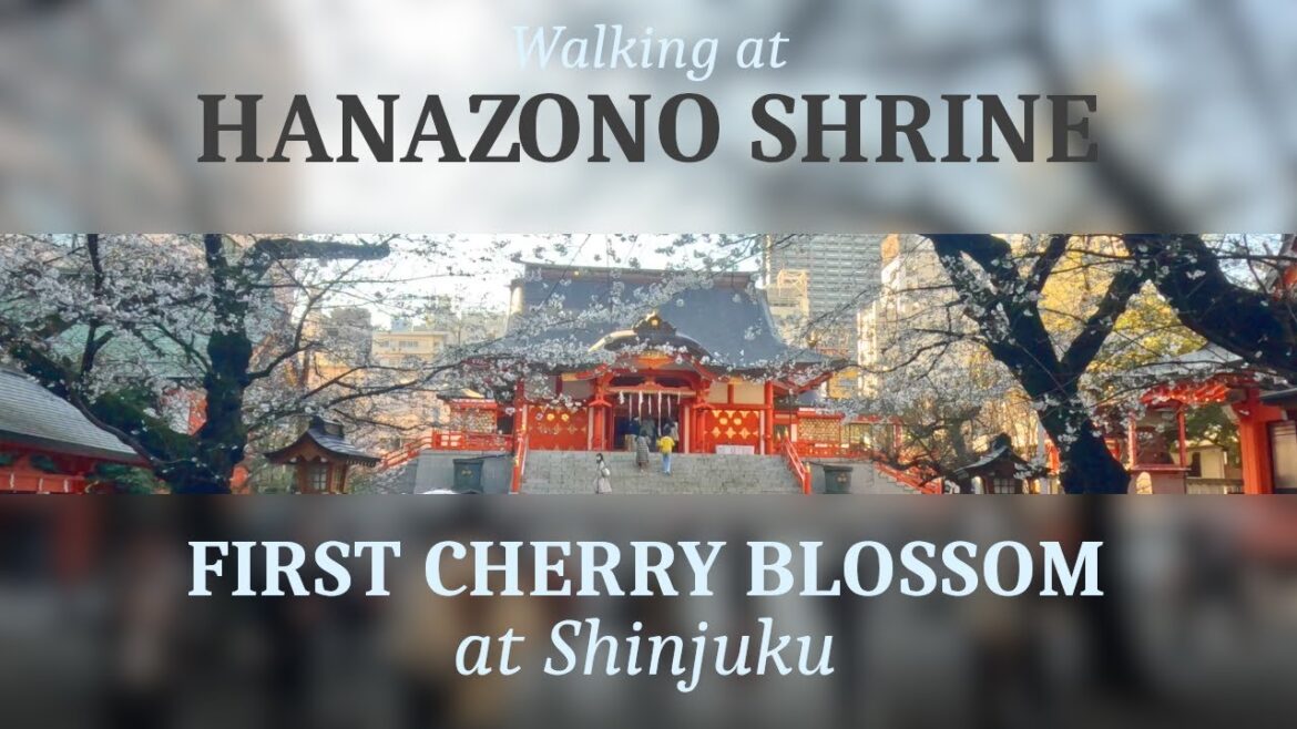 First Cherry Blossom at Hanazono Shrine, Shinjuku, Tokyo