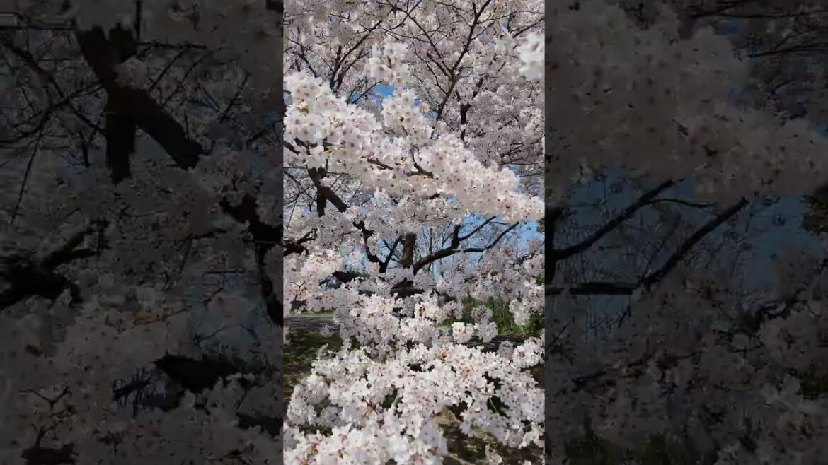 鳥屋野潟公園の桜並木 2023年