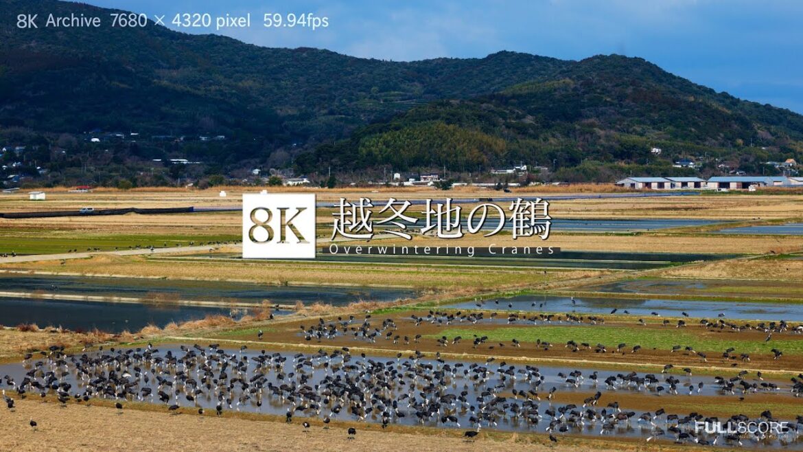 [8K footage] Overwintering Cranes【越冬地の鶴_8K】