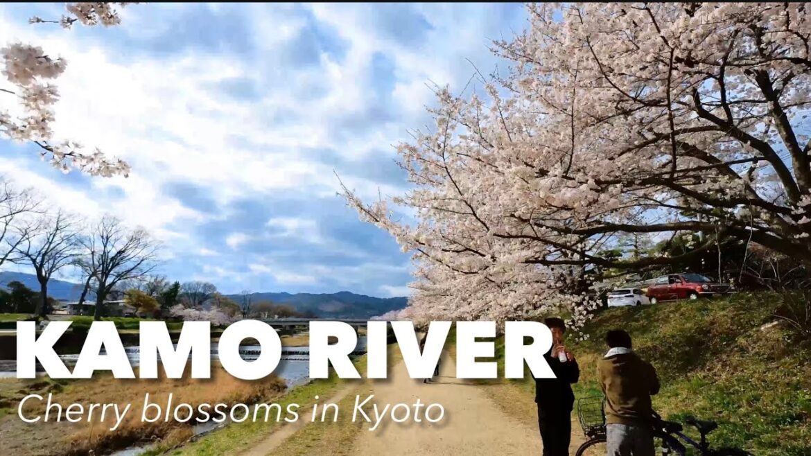 Kyoto Cherry blossoms - Walk along less crowded Kamo River