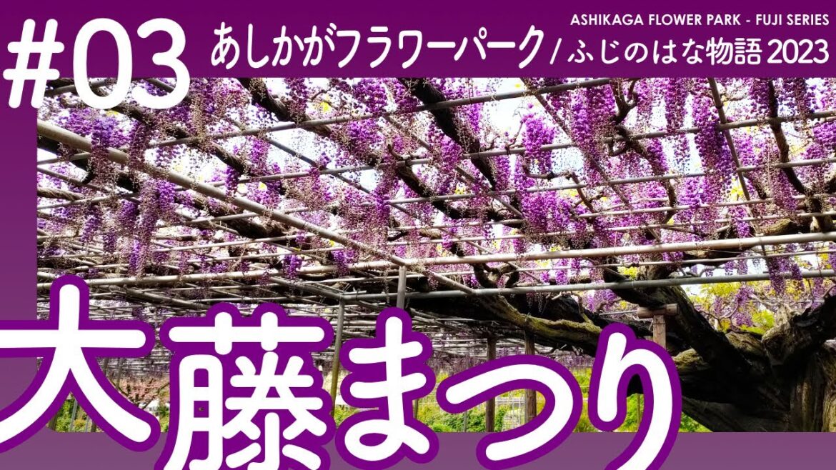 【あしかがフラワーパーク】大藤まつり2023 大藤・八重藤が見頃！むらさき藤・うす紅藤満開！ふじのはな物語 【栃木県足利市】