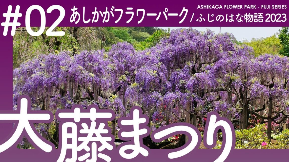 【あしかがフラワーパーク】大藤まつり2023 開花見どころ情報満載！分かりやすく解説！むらさき藤・うす紅藤満開！ふじのはな物語 【栃木県足利市】