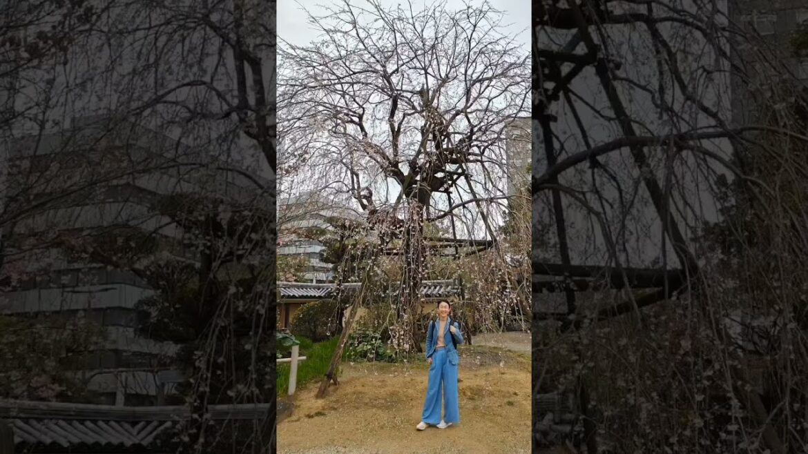 Cherry Blossom at Tochoji Temple, Fukuoka 230323