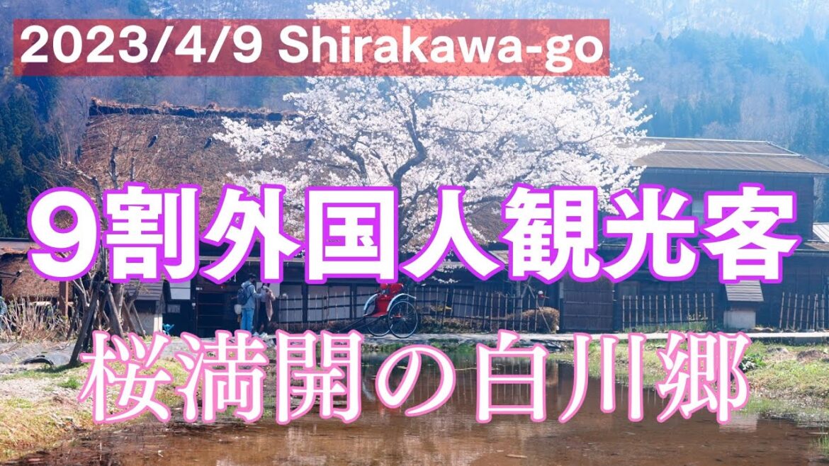 【外国人観光客で賑わう】桜満開の白川郷を歩く｜Shirakawa-go Trip
