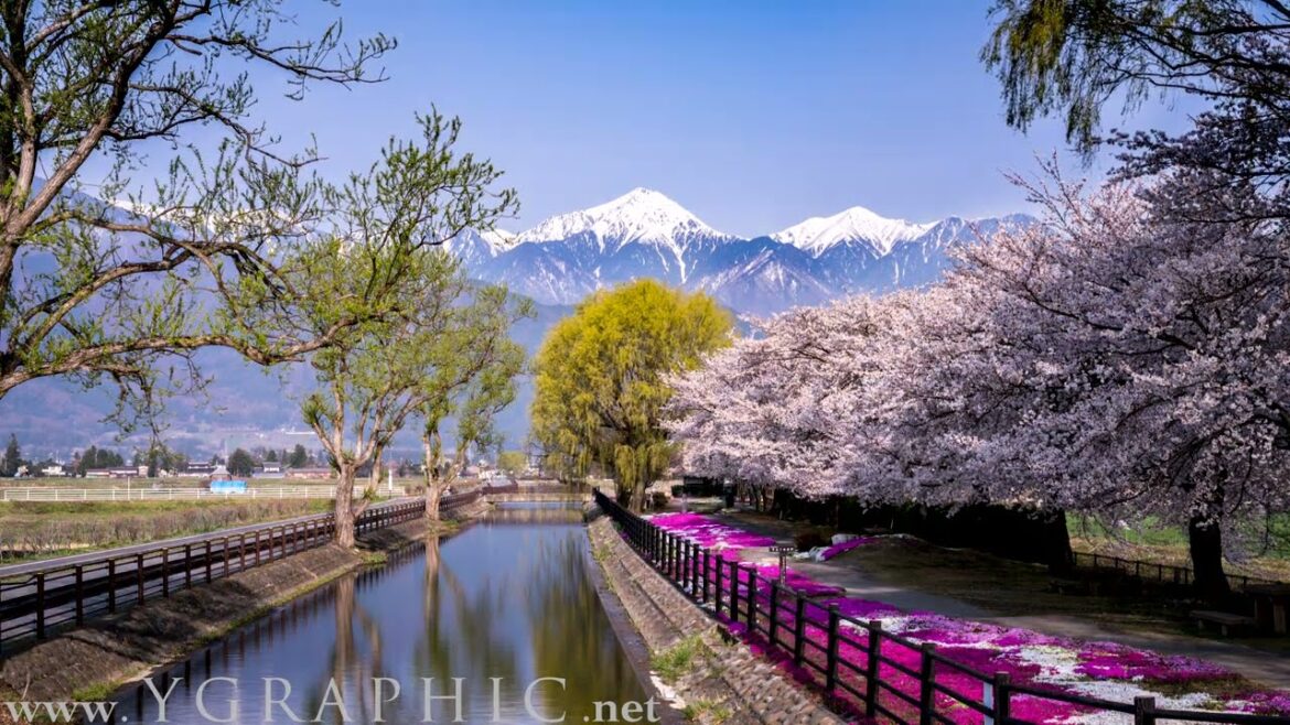 Azumino Cherry Blossoms | 安曇野の桜