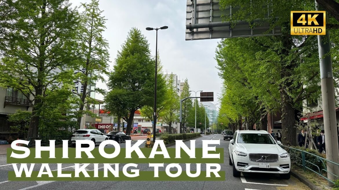 [4K] SHIROKANE in Tokyo 💛 Walking Tour / 白金台 白金高輪 散歩