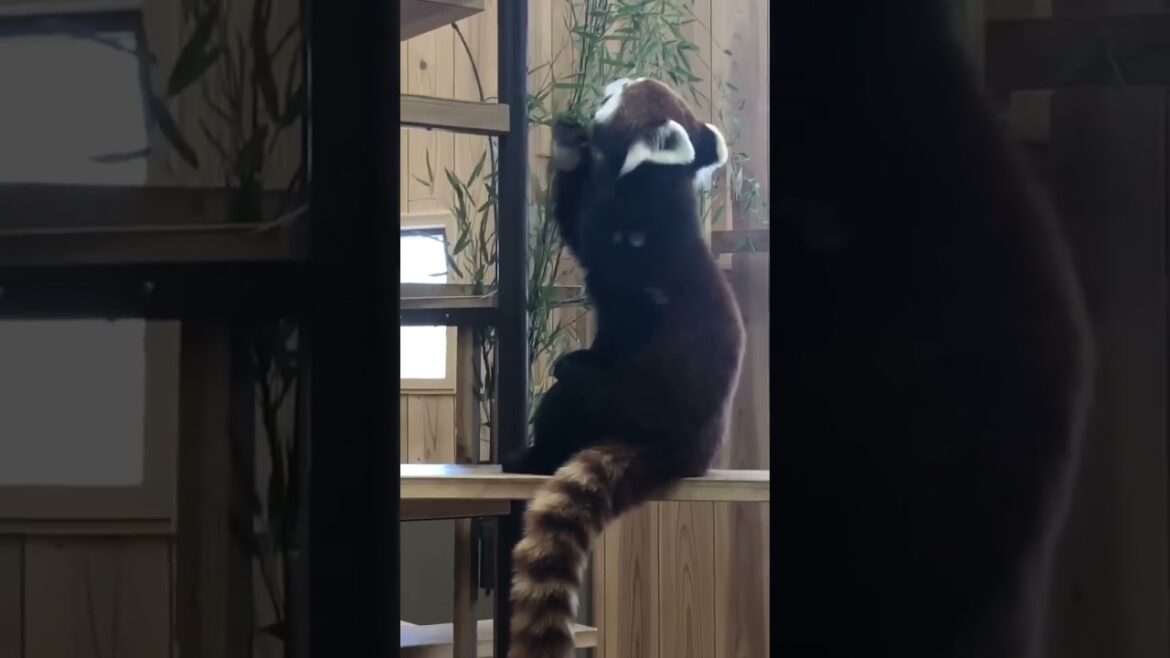 Red Panda レッサーパンダ　名古屋東山動植物園